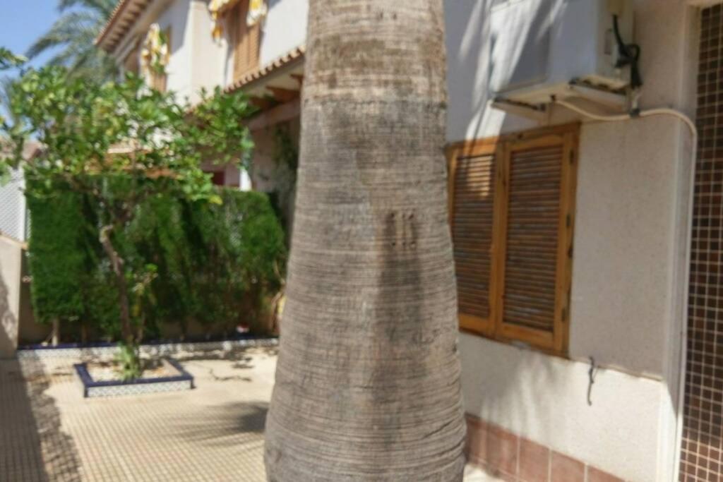 La Casa De La Palmera Apartment Torrevieja Bagian luar foto